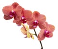 Orange phalaenopsis branch or exotic orchid flower isolated on the white