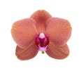 Orange phalaenopsis or exotic orchid flower isolated on the white