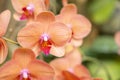 The Orange Phalaenopsis Orchid flower house plant. Floral background. Selective close-up focus