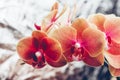 Orange Phalaenopsis Orchid Plant