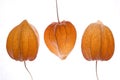 Orange physalis Royalty Free Stock Photo