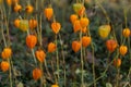 orange physalis closeup fall outdoor photo