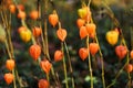 orange physalis closeup fall outdoor photo