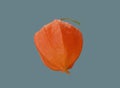 Orange physalis fruit Royalty Free Stock Photo