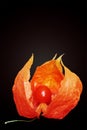 Orange physalis