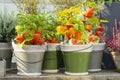 Orange Physalis with green leaves in ceramic pots. Beautiful bright farm plants Physalis red pepper, Mexican tomato