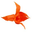 Orange physalis isolated on white background Royalty Free Stock Photo