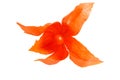 Orange physalis isolated on white background Royalty Free Stock Photo