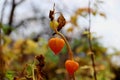 Orange physalis on a warm autumn day. Physalis alkekengi. Chinese lanterns flower and fruit on stem.