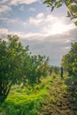 Orange picking in Sicily