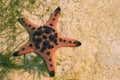 Orange pillow starfish on white sand in sea water. Shallow sea water during low tide. Royalty Free Stock Photo