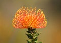 Orange Pincushion fynbos flower