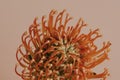 Orange pincushion protea flower Royalty Free Stock Photo