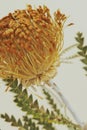 Orange pincushion protea flower Royalty Free Stock Photo