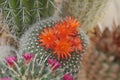 Orange and Pink Cactus Flower and Flower Buds Royalty Free Stock Photo