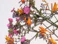 Orange and pink country garden wild flower Royalty Free Stock Photo