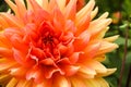 Orange pink dahlia ball fresh flower details macro photography with green out of focus background Royalty Free Stock Photo