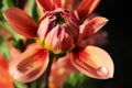 orange-pink dahlia bud in raindrops and sunbeams against the background of the greenery of the summer garden