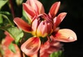 orange-pink dahlia bud in raindrops and sunbeams against the background of the greenery of the summer garden