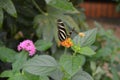 Pretty butterfly on a leaf