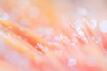 Orange pink flower with water drops, close up with soft focus Royalty Free Stock Photo