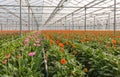 Orange and pink Gerbera cut flowers growing in a Dutch greenhouse Royalty Free Stock Photo