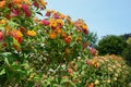 Orange pink Lantana camara bush in a garden