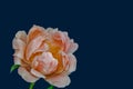 Orange pink peony blossom  and green leaves macro on blue background Royalty Free Stock Photo