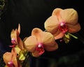 Orange And Pink Phalaenopsis Or Moth Orchid In Bloom Royalty Free Stock Photo