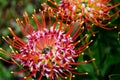 Orange and Pink Pincushion Protea, Kirstenbosch, Cape Town, South Africa Royalty Free Stock Photo