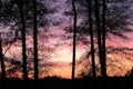 Orange, pink, and purple sunset behind trees in horizontal orientation