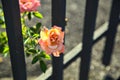 Orange and pink rose in bloom growing on a metal fence seen up close at sunset Royalty Free Stock Photo