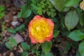 An orange-pink rose flower as a natural background. Top view photo Royalty Free Stock Photo