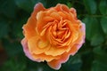 Orange and Pink Rose Flower, At Last Rose, Floristry, Floral Art, Rustic Garden. Petals , Country Life, Harvesting. Flower Farm.