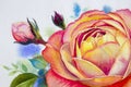 Orange pink rose flower. Watercolor paintings