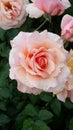 Orange pink rose