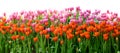 Orange and pink Tulips flower in the garden isolate on white background Royalty Free Stock Photo