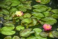 Two colorful lilys on a pond in china Royalty Free Stock Photo