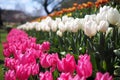 Orange, pink, white and red tulips bloom in the garden. Bright colors on a sunny day during spring Royalty Free Stock Photo