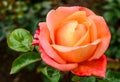 Orange-Pinkish rose flowers in spring