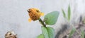 Orange pistil with two green leaves Royalty Free Stock Photo