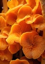 Orange plant background closeup fungus nature background wood mushroom forest macro