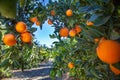 Orange plantation in California USA