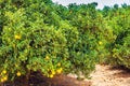 Orange plantation in Narrandera Australia Royalty Free Stock Photo