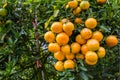 Orange plantation tree with ripe in the garden. Orange Garden Thailand