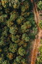 Orange plantation trees. Aerial shot from above