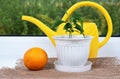 Orange planting in room. Potted citrus growing on window sill and water can.