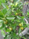 Orange plants grow abundantly on the island of Java with very fresh fruit