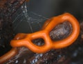 Orange plasmodiocarp fruit body of a slime mold Hemitrichia serpula