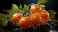 Orange Plum Branches Glistening with Refreshing Water Droplets - Nature\'s Refreshment